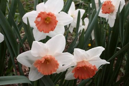 Spring Is Here For Now Image